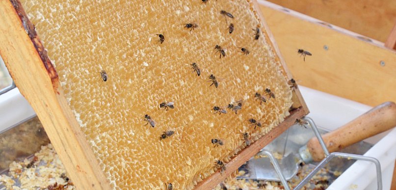 Kartuzy. Opowiedzą o zaletach "kaszubskiej pszczoły". Trwają zapisy