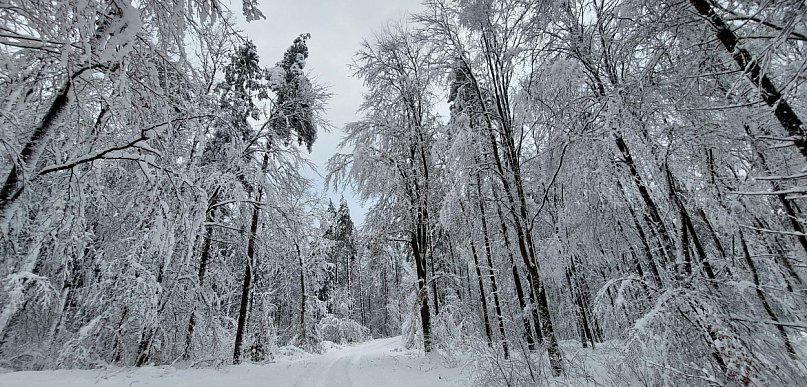 Ciężki śnieg na gałęziach. Nadleśnictwo ostrzega - jest niebezpiecznie
