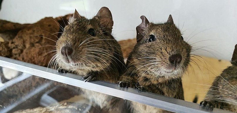 Dlaczego koszatniczka to zwierzę inne niż wszystkie?