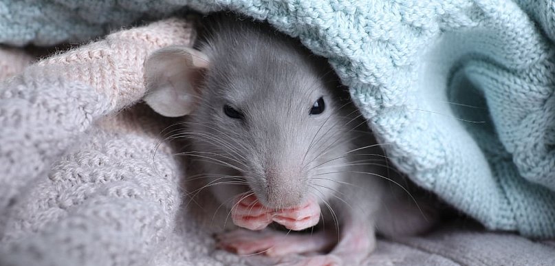 Fenomen szczura domowego