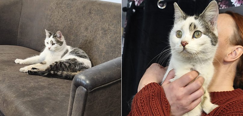 Znaleziono kota - przebywa tymczasowo w naszej redakcji. Szukamy właściciela!