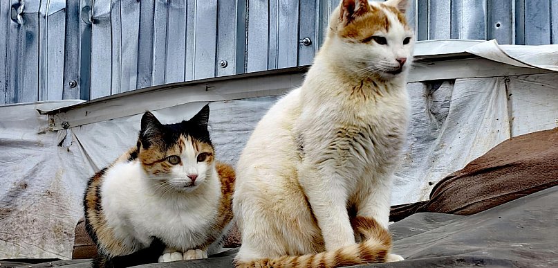 Pierwszy taki program w regionie. Są środki dla gmin na kastracje kotów