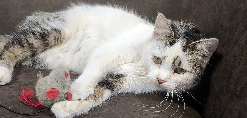 Mruczy od pierwszego dotyku – idealna kotka czeka na swojego człowieka