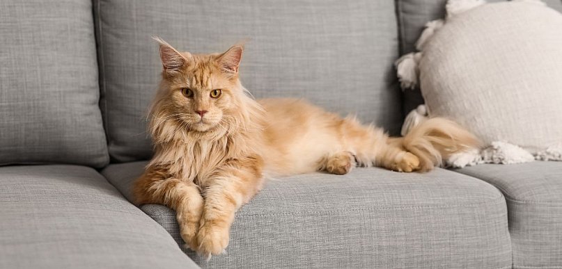 Dlaczego wszyscy kochają Maine Coony?