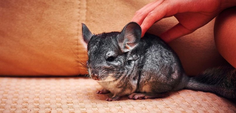 Dlaczego Szynszyla to „gryzoń premium”?