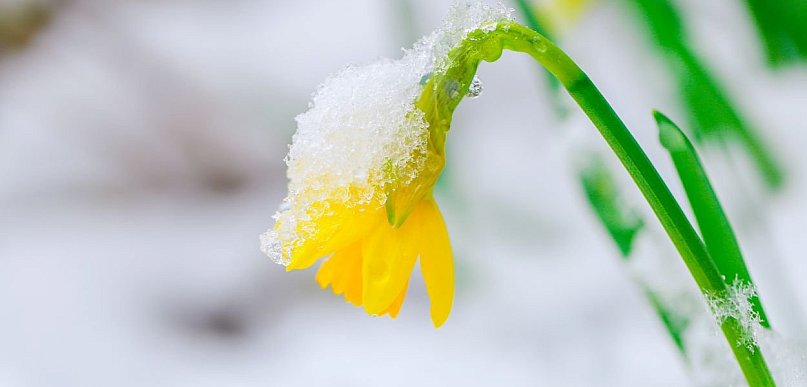 Przedwiośnie w ogrodzie, wielkie przebudzenie