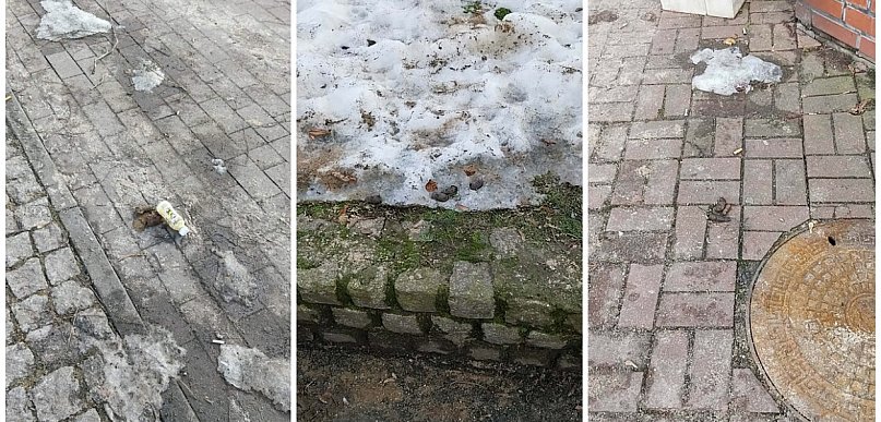 Kartuzy. Psie kupy nie znikają jak śnieg. Apel do właścicieli czworonogów