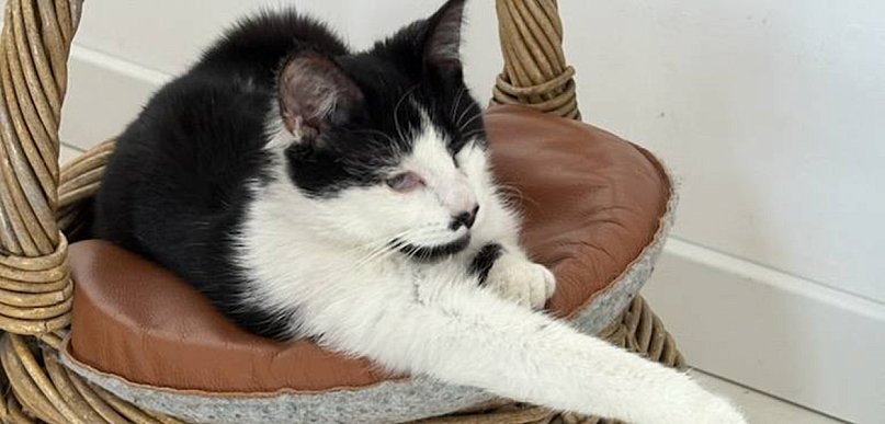 Odrzucona, bo nie widzi? Historia kotki Spinki łamie serce...