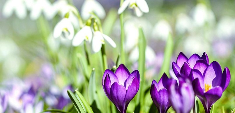 Zanim zakwitną róże: krótka historia o krokusach, śniegu i budzeniu się do życia
