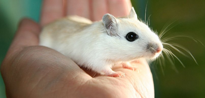 Myszoskoczek, pustynny ninja. Mały i zwinny domownik