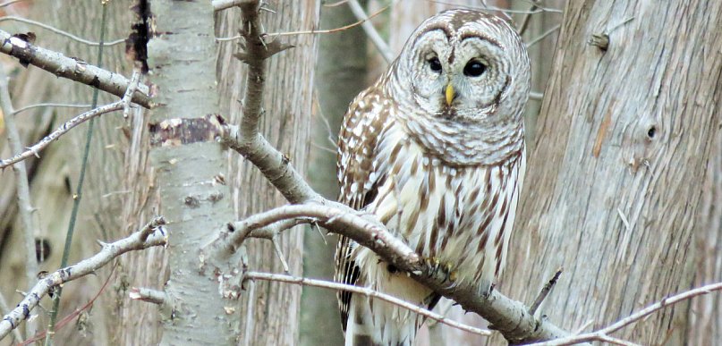 Kartuzy. Sprawdzą "co w lesie huczy". Nasłuchiwanie sów, spacer i ognisko
