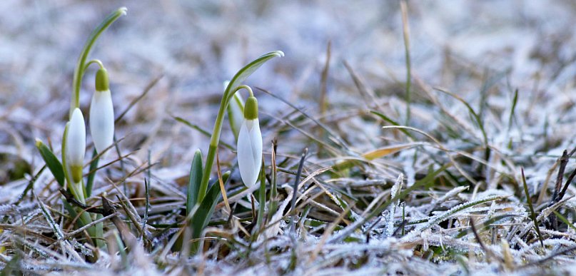 Najbliższa noc będzie wyjątkowo chłodna. Ostrzeżenie przed przymrozkami