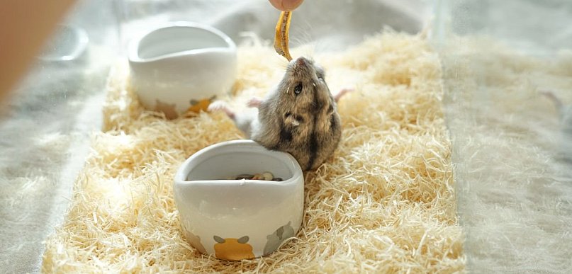 Dżungarek: Mały inżynier z wielkimi policzkami