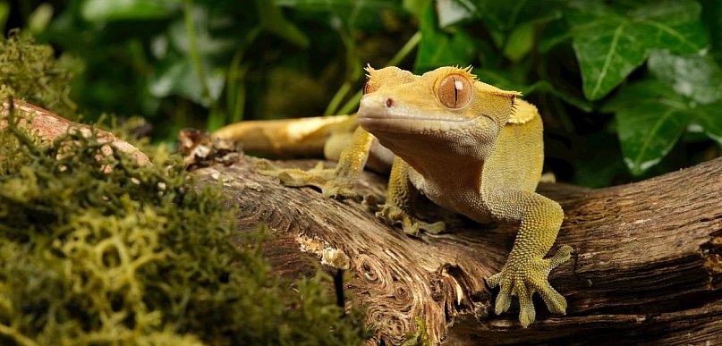 Gekon Orzęsiony: jaszczurka dla leniwych, która zamiast ognia woli owocowy pudding