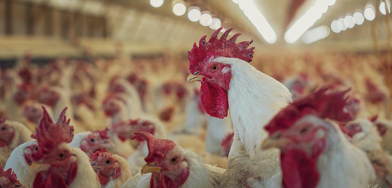 Dobra wiadomość dla hodowców drobiu. Zakazy właśnie przestały obowiązywać
