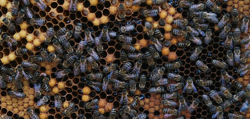 Czopki propolisowe z rokitnikiem - dlaczego warto stosować?