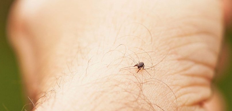 Kleszcze, które biegną do człowieka? Nie wiadomo czy zadomowiły się na stałe
