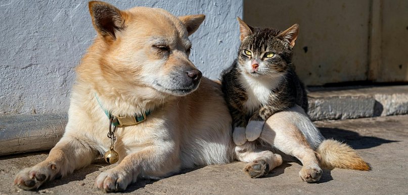 Somonino chce przeciwdziałać bezdomności zwierząt. Wkrótce akcja czipowania