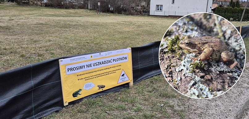 W Mirachowie stoją specjalne płotki. Mają ograniczyć śmiertelność płazów
