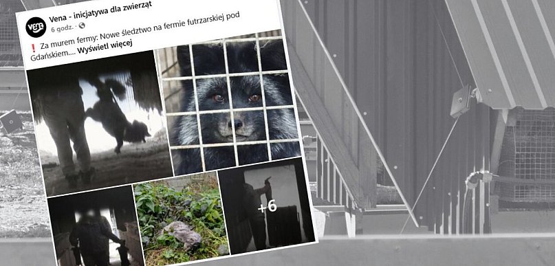 Onet o fermie lisów i norek w Leźnie. "Zwierzęta cierpią zawsze..."