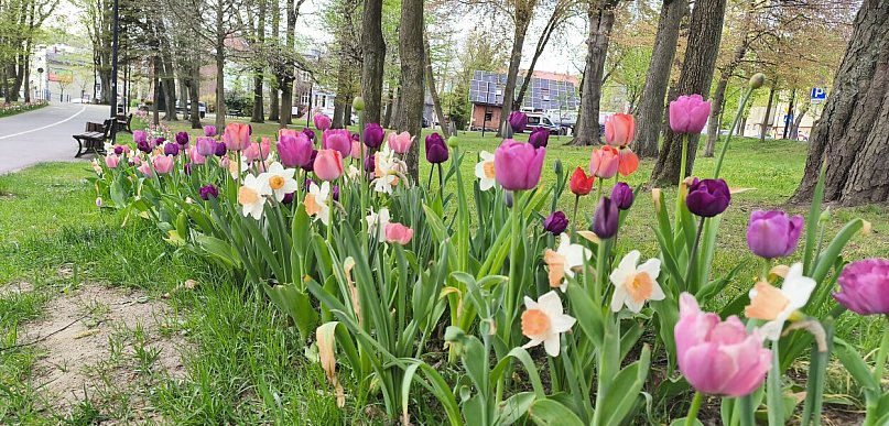 Kartuzy. Zakaz spacerów z psami w parku? "Załatwiają się w tulipanach"