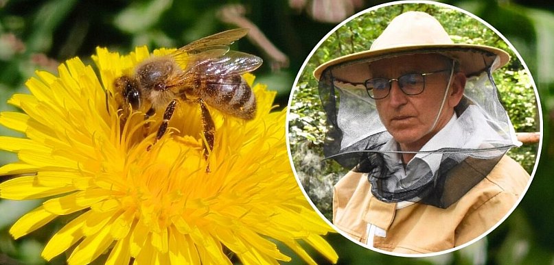 Trawa i tuje w ogrodzie nie pomagają owadom. Jak zadbać o zapylacze?