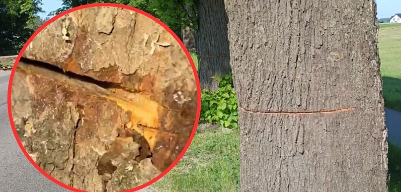 Ktoś celowo uszkodził przydrożne drzewa w rejonie Gowidlina i Tuchlina