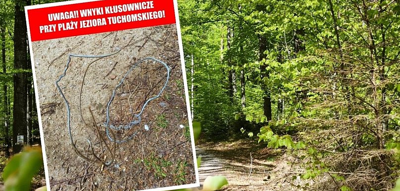 Ktoś rozstawia wnyki nad Jeziorem Tuchomskim? Stowarzyszenie ostrzega