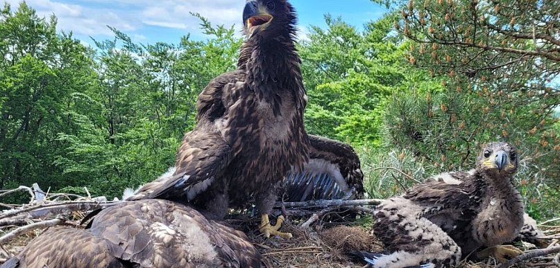 Trojaczki u bielików i "adopotowane" pisklę. Akcja obrączkowania w lasach