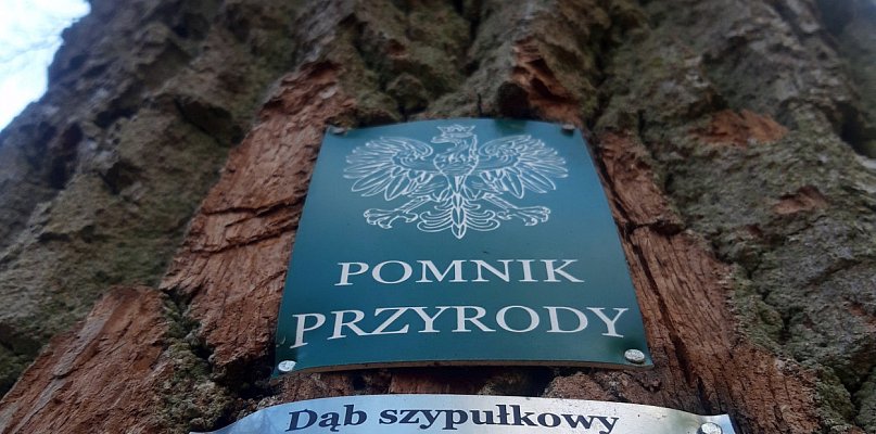 Stężyca. Gmina będzie aktualizować przepisy dotyczące pomników przyrody - 71638