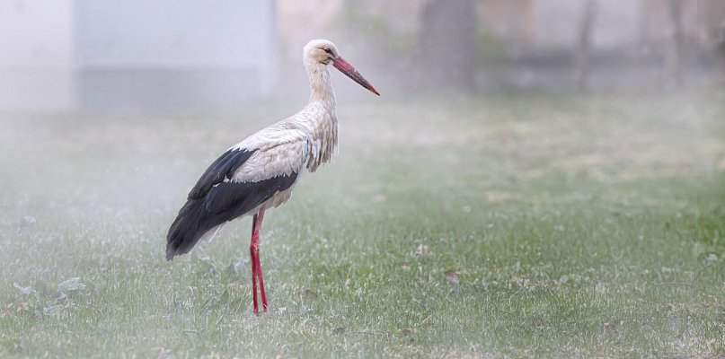 Coraz więcej bocianów nie odlatuje. Dokarmianie może im poważnie zaszkodzić - 75093