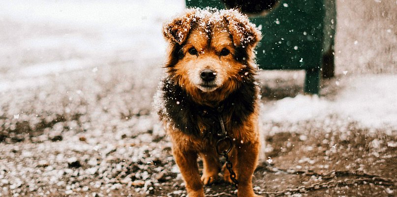 Mróz nie wybacza. Policja apeluje: reaguj, gdy widzisz krzywdę zwierząt - 76135