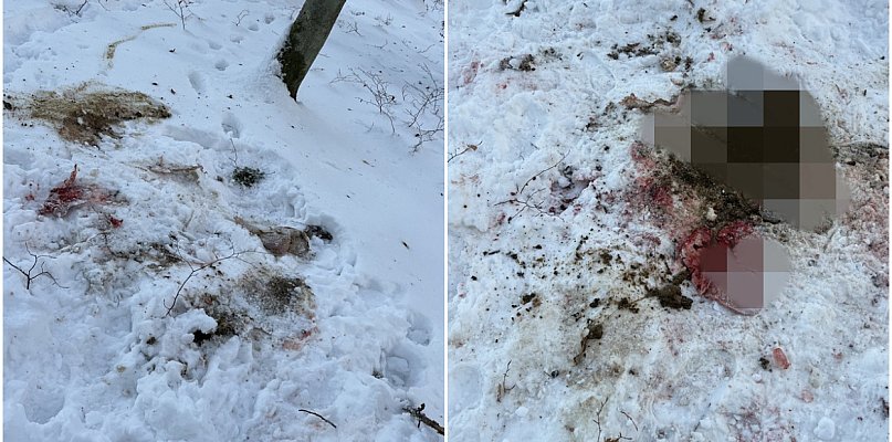 List. Myśliwy lub kłusownik zostawił paskudne ślady w rejonie Burchardztwa - 76504