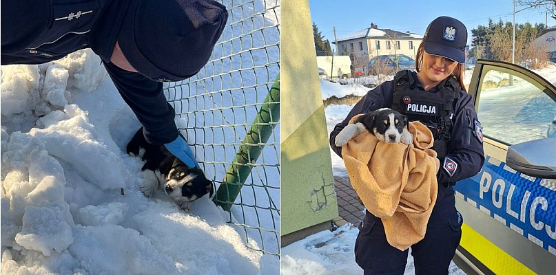 Gowidlino. Nie przeszli obojętnie obok szczeniaczka leżącego w śniegu - 76627