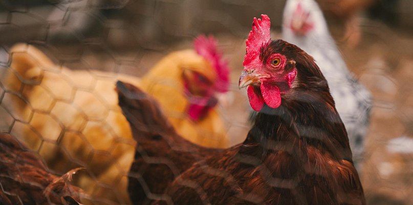 Od grudnia kilkanaście ognisk ptasiej grypy na Pomorzu. Są nowe przypadki
