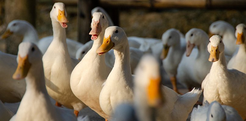 Kolejny przypadek ptasiej grypy w pow. kartuskim. 19 tys. kaczek do uboju