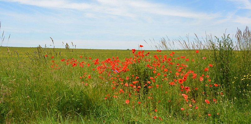 Żukowo. Można już zgłaszać do konkursu piękne wsie i zadbane zagrody