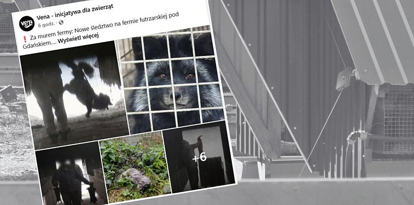 Onet o fermie lisów i norek w Leźnie. "Zwierzęta cierpią zawsze..."
