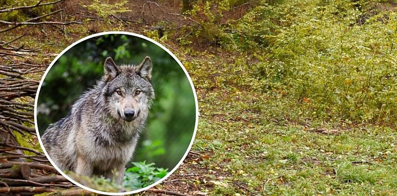 Kaszubski Park Krajobrazowy będzie monitorował zachowania wilków