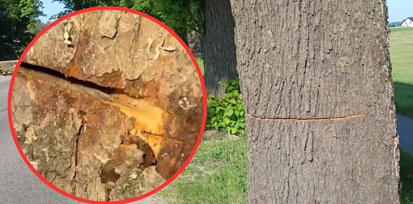 Ktoś celowo uszkodził przydrożne drzewa w rejonie Gowidlina i Tuchlina