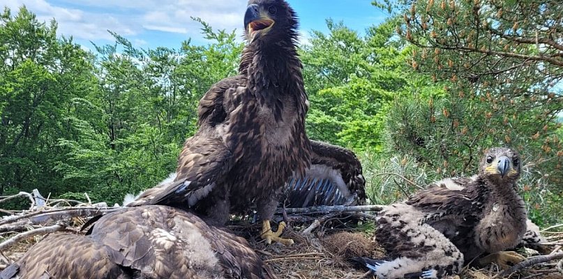 Trojaczki u bielików i "adopotowane" pisklę. Akcja obrączkowania w lasach