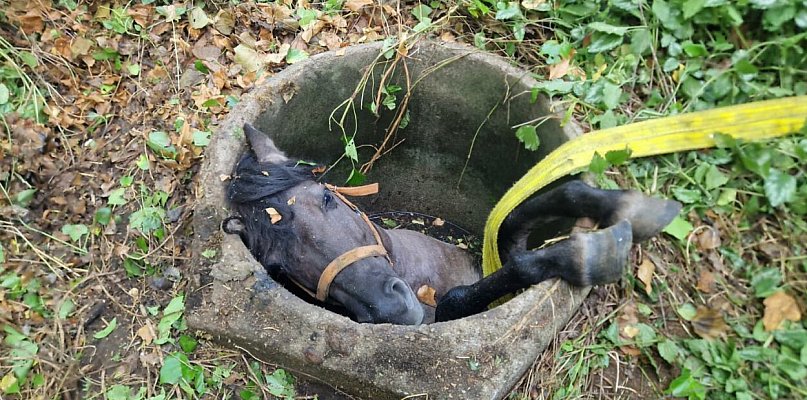 Chmielno. Koń wpadł do studni. Na miejsce zadysponowano strażaków