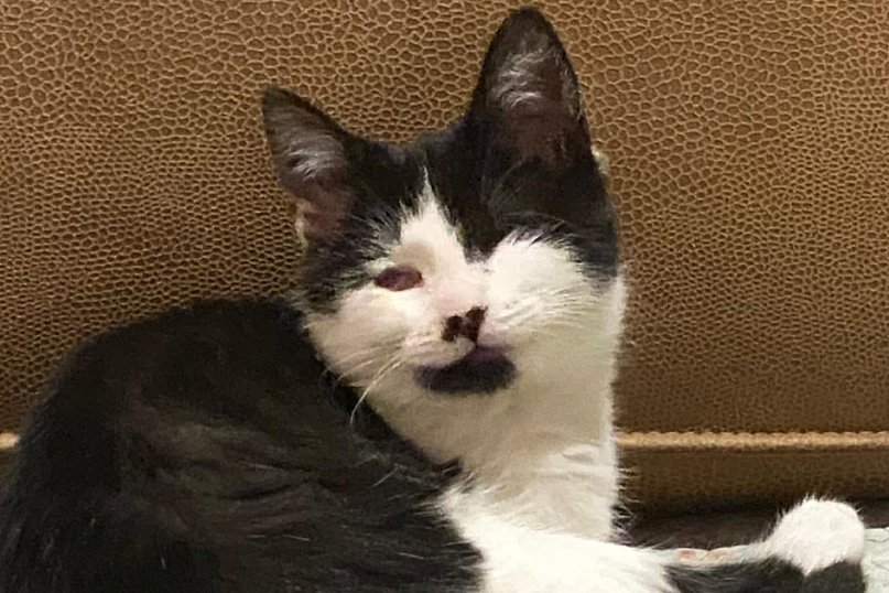 Niewidoma kotka szuka domu