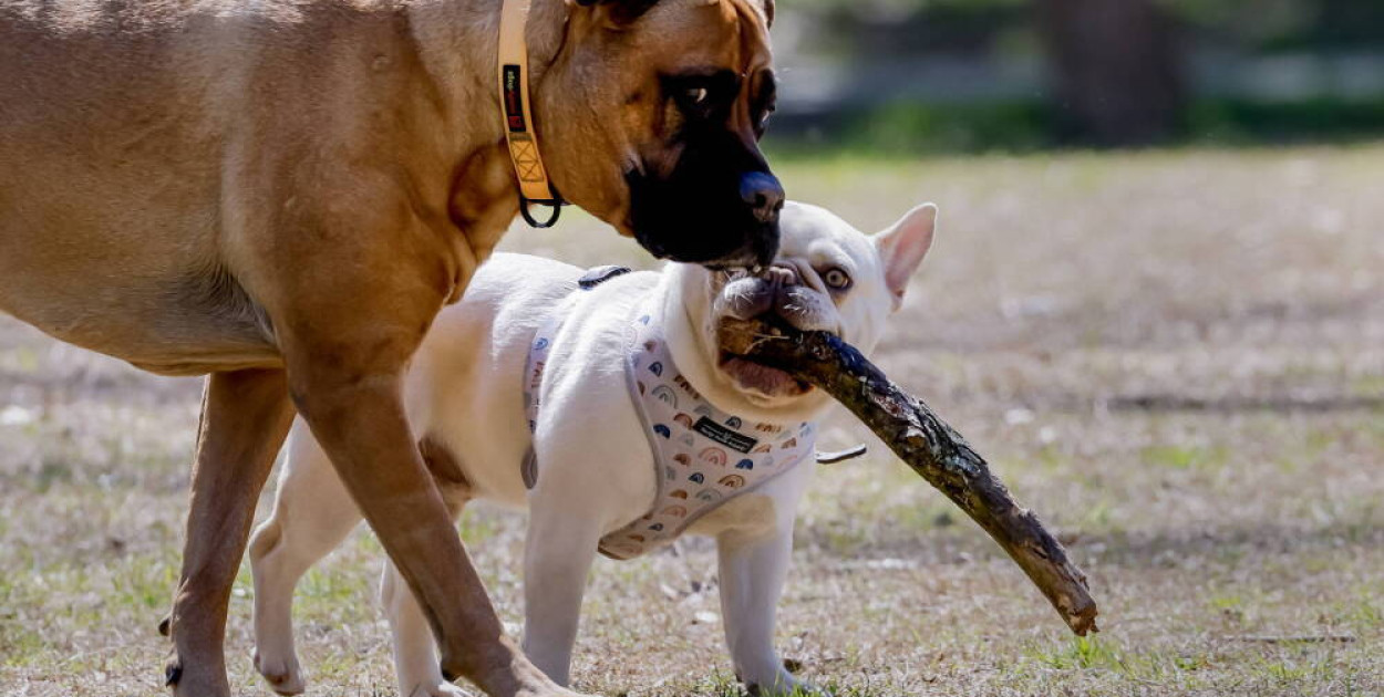 Zamiast kupować, lepiej adoptować psa. Jak to zrobić mądrze?