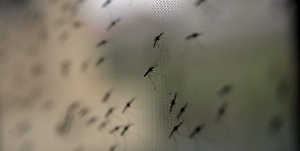 Po intensywnych opadach mogą się pojawić chmary komarów