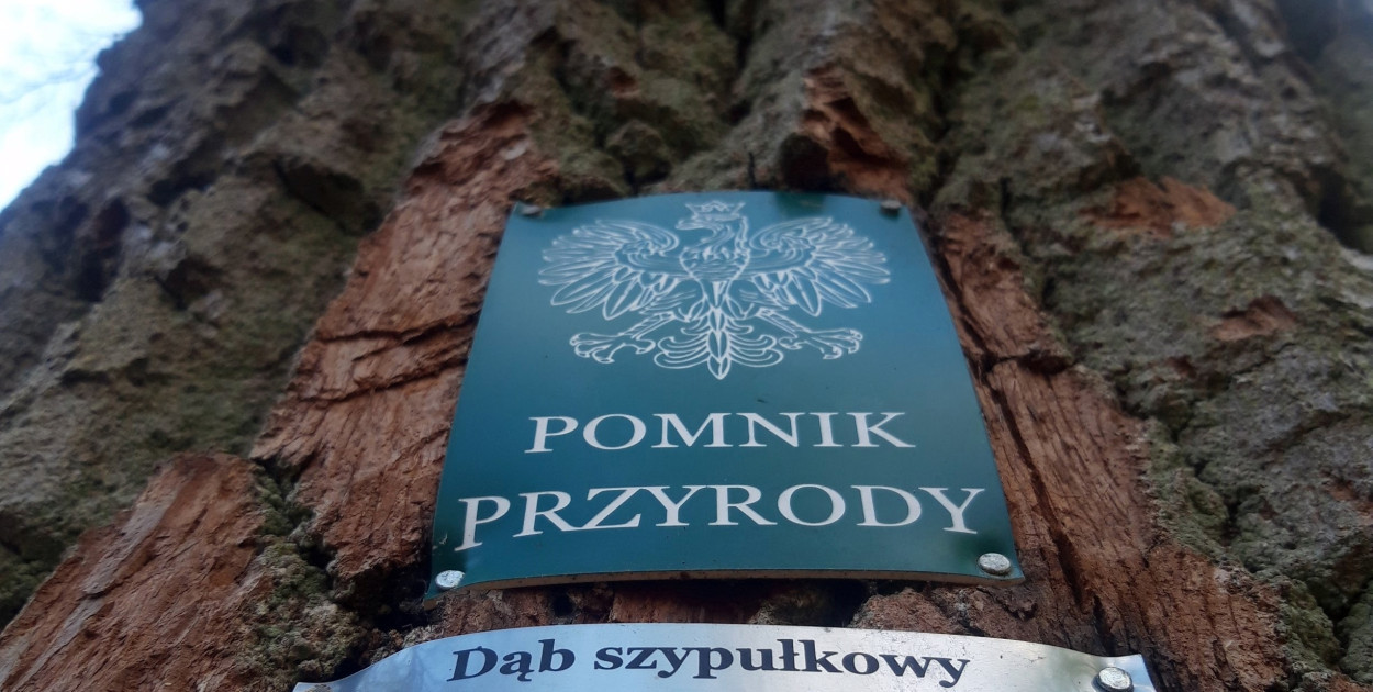 fot.M.Dz.