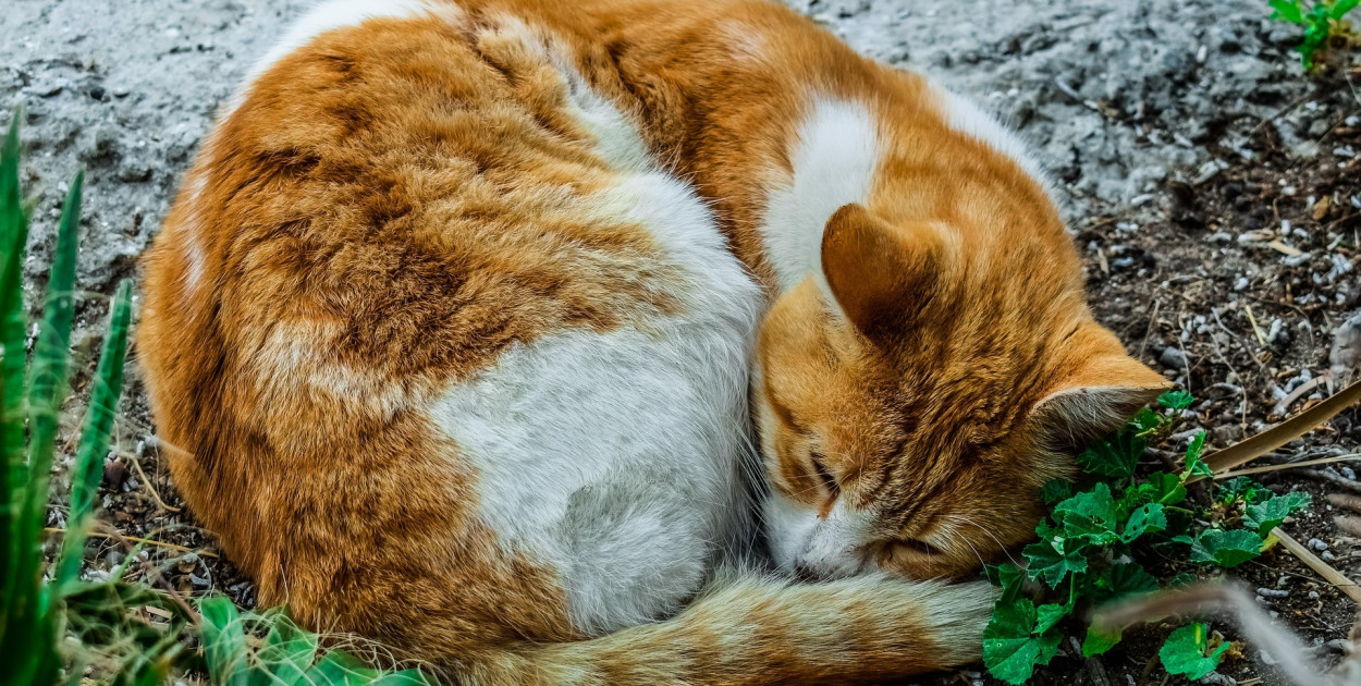 Zdj. ilustracyjne. fot. pixabay