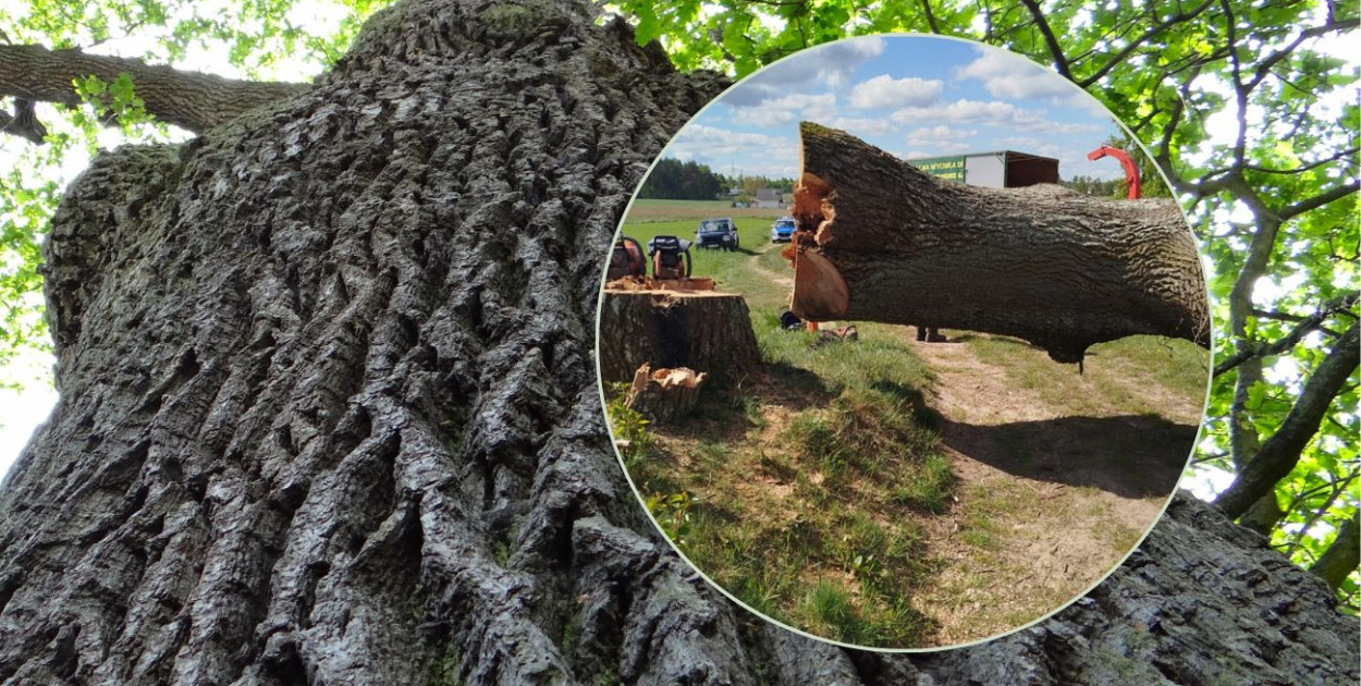 fot.kolaż.oprac.W.D./miniatura:archiwum prywatne