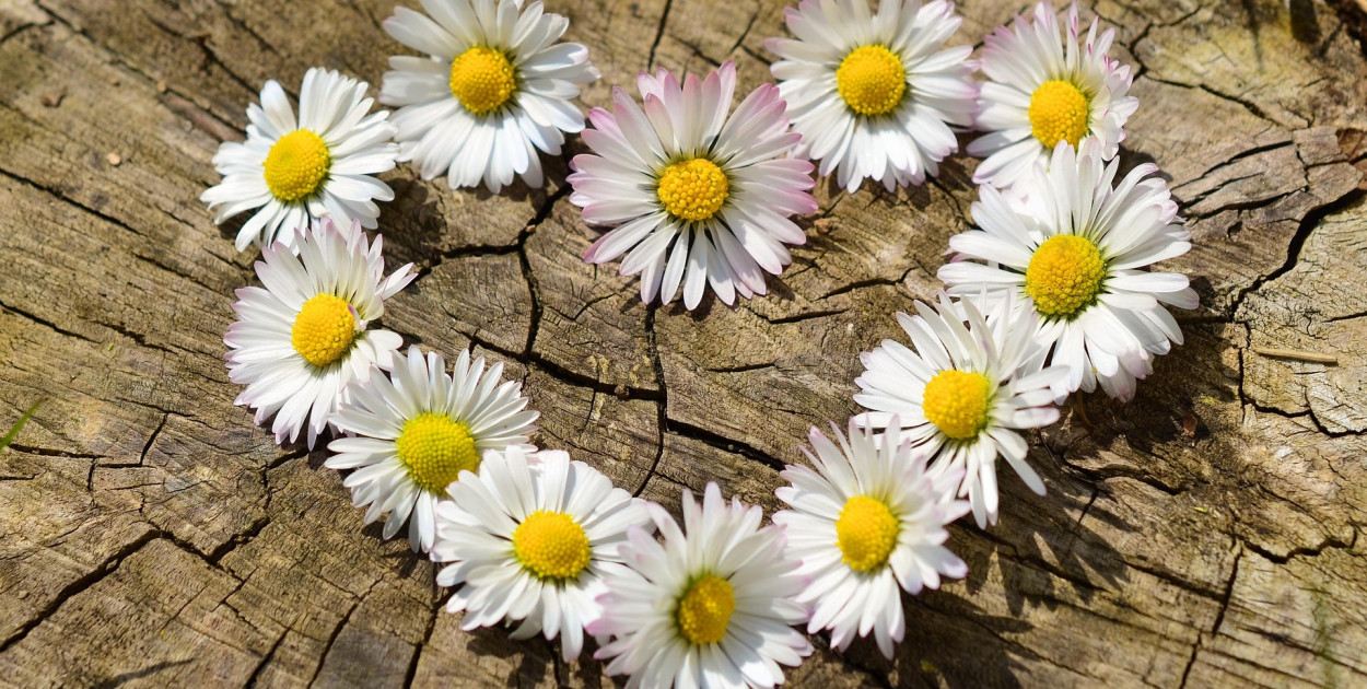 Zdj. ilustracyjne. fot. pixabay