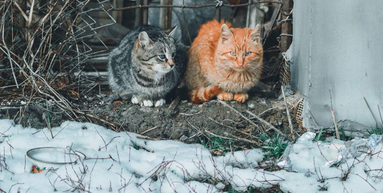 Zdj. ilustracyjne. fot. pexels